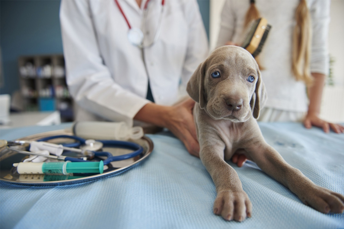 Ayudante Técnico Veterinario - Barcelona Formación